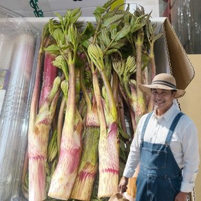 민준농산직송 봄나물의제왕 땅두릅 독활, 1세트, 1kg