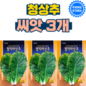 청 상추씨앗 3개 청치마 상추 씨 종자 키우기, 1세트