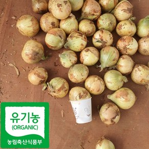 국내산 친환경 장아찌용 미니 양파, 1박스, 5kg