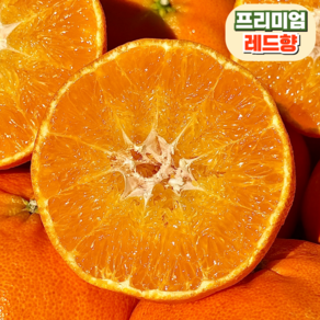 [프리미엄] 고당도 레드향 제주 산지직송, 1개, 가정용 3kg