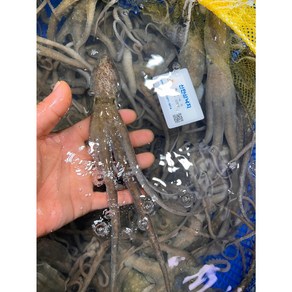 국내산 해감 뻘낙지 목포 세발낙지 산소포장 1박스, 1개, 소낙지 (약 70~80g) 3마리