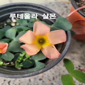 푸푸레아 살몬 사랑초, 1개