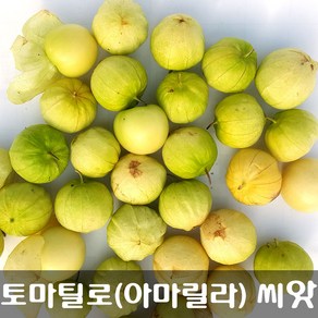 [해피플라워] 멕시칸 요리 재료 토마틸로 아마릴라(Amaylla) 씨앗 300립 / 봄 여름 파종 웰빙푸드 종자, 1개