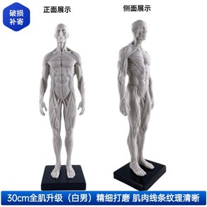 인체 근육 모형 신체 미니어처 사람 디오라마 전신 미술 스케치 모델, 30cm 남성 C (업그레이드)