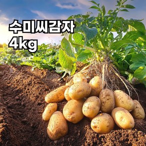 강원도 정품 수미 씨감자 보급종 감자씨 종자, 4kg, 1박스