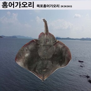 가오리 1 마리 2 kg 전후 목포가오리