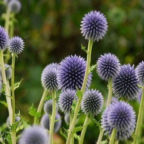 제이원플라워 절굿대 (Echinops Sphaeocephalus) 30립, 1개