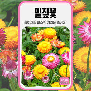 밀짚꽃 씨앗 30립 세계종묘 종자 모종 씨 꽃씨 빈티지화이트 절화용 드라이플라워 종이꽃, 1개
