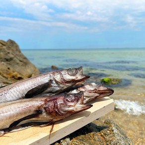 반건조 명태 코다리 마른 명태 진공포장