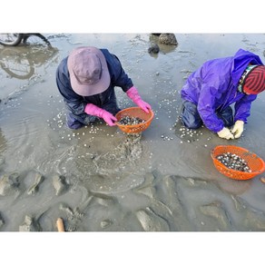 생생플러스 고창 서해안 산지직송 동죽조개 물총조개, 1개, 1kg(국내산)