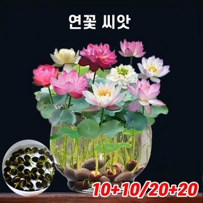 [당일배송] 10+10/20+20 연꽃 씨앗 연못 수중재배 꽃씨앗 미니 수련 연꽃 실내식물