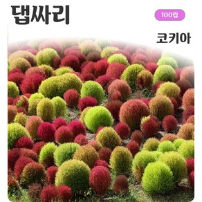 댑싸리 코키아 100립/추워지면 붉게 변함, 1개