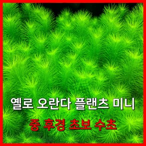 [수초농부] 옐로 오란다플랜츠 미니 중후경 초보수초, 5개