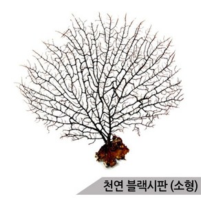 블랙시판(소)/바다산호초/10~15cm/소라게/어항장식