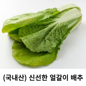 국내산 신선한 얼갈이 350g 국산 얼갈이 배추 단배추 우거지 제철 나물 된장국 쌈 재료 싱싱한 생 얼갈이