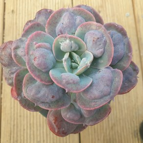 [수암다육] 비욘세 랜덤발송 Echeveria 'Beyonce' 다육 다육이 다육식물 603