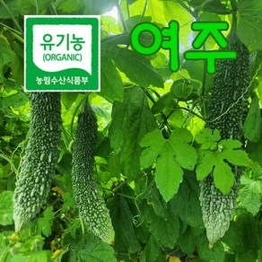 유기농 여주 건여주 500g 생여주 햇여주 5kg, 유기농 건여주 500g, 1개