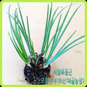 화천산약초 석창포모종 /뿌리분얼 5~7촉/ 1뿌리 2 000원, 10개