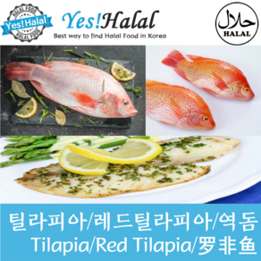 Yes!Global 레드틸라피아 역돔 Red Tilapia (2마리 1Kg)