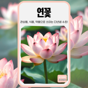 연꽃 씨앗 10립 다년생 연씨앗 씨 종자 모종 꽃씨 수련 연잎 연못 수초, 1개