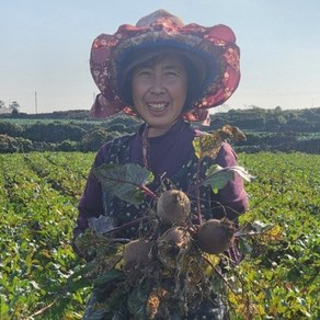 제주울엄마 직접 농사지은 비트 제주 직배송, 1박스, 3kg