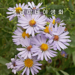 홑아스타 모나치퍼플 [4포트 복남이네야생화 모종 국화 아스타 aste], 4개