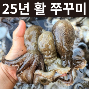 국내산 활쭈꾸미 생물 쭈꾸미, 생물 1kg, 1개, 활 쭈꾸미 1kg (10미 내외)