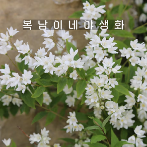 애기말발도리 니코 [1포트 복남이네야생화 모종 도이치아 deutzia]