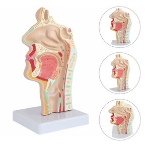 해부학 모형 인체 비강 구강 마네킹 코 인후 모델 도구 의사 사무실, 1) 색상ful