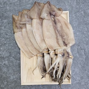 피데기 반건조오징어 구룡포 해풍건조 반건오징어, 1개, 1.7kg 내외, 대(10미)