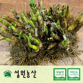 [친환경/저탄소] 산마늘 명이나물 모종 7~8년, 52개