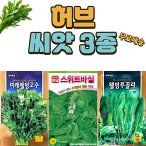 허브씨앗 3종 스위트 바질 루꼴라 고수 씨앗 허브 키우기 종자, 1개