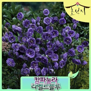 [초선지] 캄파뉼라 7치 포트 블루 에이미, 라벨르블루(파랑), 1개