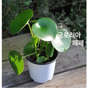 관엽/구근식물 글로리아페페 화분모종 4개(L0106), 4개