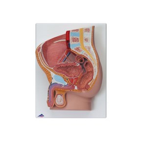 인체모형 남성성기구조 H11