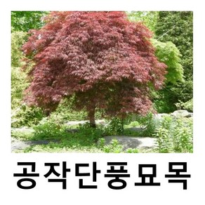 공작단풍나무 묘목 고접 홍단풍 키80cm