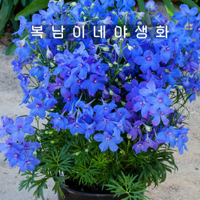 미니델피늄 헝키도리 블루[3개 복남이네야생화 모종 델피니움 락스퍼 delphinium], 3개
