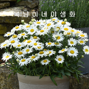 마돈나 키작은 샤스타데이지 [4개 복남이네야생화 모종 왜성 데이지꽃 daisy], 4개