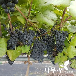 [나무인] 개량머루 결실주 화분, 1개