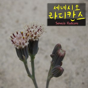 [허브여울다육] 세네시오 라디칸스(바나나콩난) 지름 9cm 소품다육화분, 1개