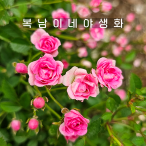 애기분홍찔레 [3포트 복남이네야생화 모종 핑크 초미니찔레장미 rose brier]