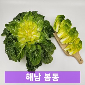 일등농수산 산지직송 싱싱한 해남 제철 봄동 배추, 1개, 2kg