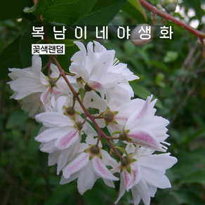 만첩빈도리 꽃색랜덤 [3포트 복남이네야생화 모종 말발도리 deutzia]