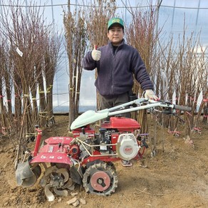 대추나무 묘목 사과대추나무 4년생 결실주, 사과대추 나무 묘목 4년생 결실주, 1개