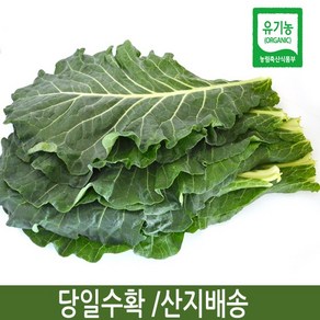 유기농 케일(녹즙용) 1kg /당일수확/산지배송, 1박스