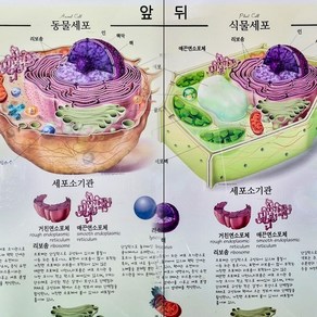 (사이언스마켓)아름다운세포그림 양면 a4 (학생용)