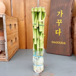 가꾸다 개운죽 30cm 10개 1묶음, 1개