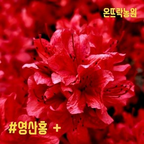 온뜨락농원plus [영산홍] 철쭉 최상품 40cm (베니-빨강색꽃) 조경수 정원수 전원주택조경 대단지조경공사용, 1개