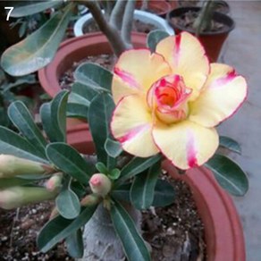 20PC Adenium Obesum 사막 장미 씨앗 꽃