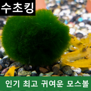 [수초킹] 키우기 쉬운 초보수초 유럽산 모스볼